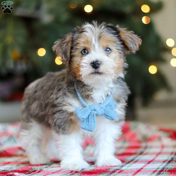 Alfie, Yorkie Poo Puppy